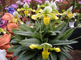 春の洋ラン展06