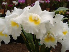 春の洋ラン展07