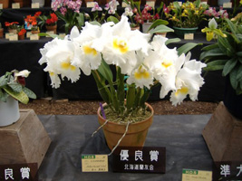 春の洋ラン展08