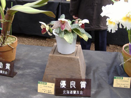 春の洋ラン展07