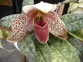 春の洋ラン展08