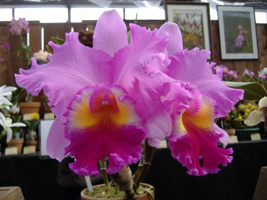 春の洋ラン展07