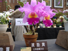 春の洋ラン展08