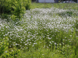 マーガレット01