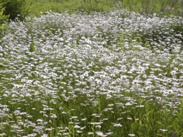 マーガレット02