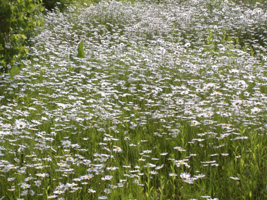 マーガレット03