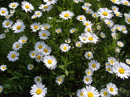 マーガレット04