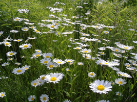 マーガレット05