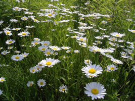 マーガレット06