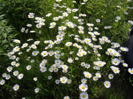 マーガレット07