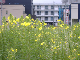 野の花01