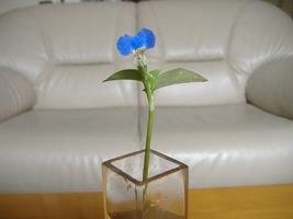 野の花の一輪挿し02