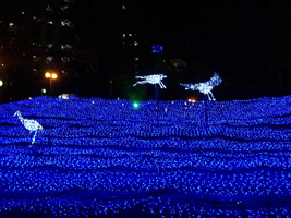 ホワイトイルミネーション02