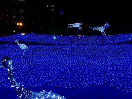 ホワイトイルミネーション03