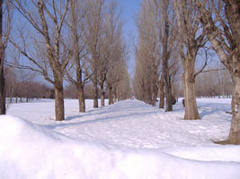 札幌市手稲区前田公園の雪景色02