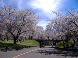 農試公園の桜01