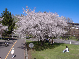 農試公園の桜03