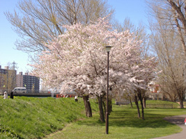 農試公園の桜04