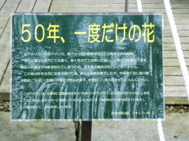 アガヴェ パラサナ04