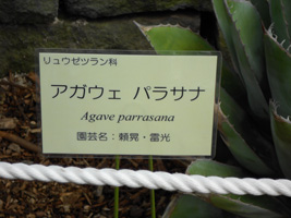 アガヴェ パラサナ03