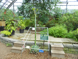 アガヴェ パラサナ01