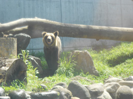 札幌市中央区円山動物園03