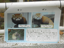 レッサーパンダ02