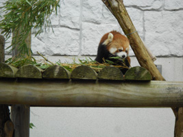 レッサーパンダ03