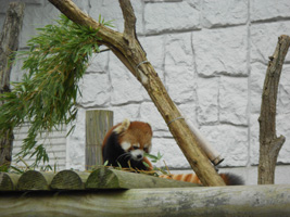 レッサーパンダ04