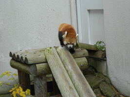 レッサーパンダ05