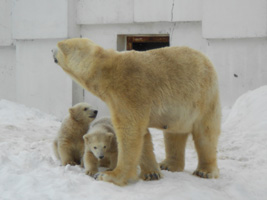 ホッキョクグマ01
