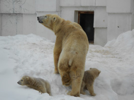 ホッキョクグマ03