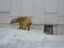 ホッキョクグマ04