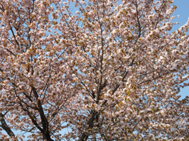 発寒河畔公園の桜02