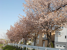発寒河畔公園の桜04