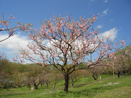平岡公園の梅02