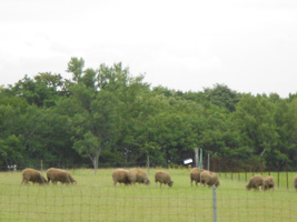 羊ヶ丘展望台04