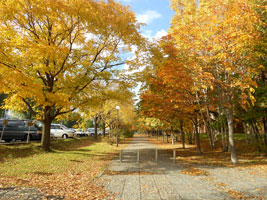 札幌農試公園の紅葉01