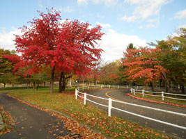 札幌農試公園の紅葉03
