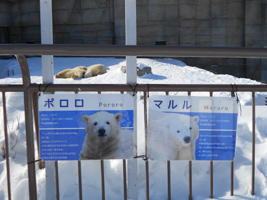 ホッキョクグマ「ポロロ」と「マルル」01