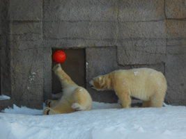 ホッキョクグマ「ポロロ」と「マルル」03