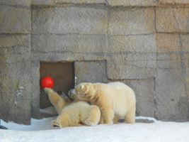 ホッキョクグマ「ポロロ」と「マルル」04
