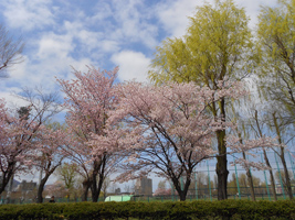 農試公園の桜01