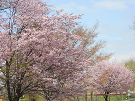 農試公園の桜02
