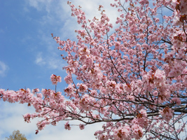 農試公園の桜03