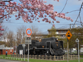 農試公園の桜04