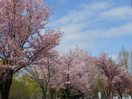 農試公園の桜05