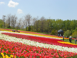 チューリップ・すずらんフェスタ03