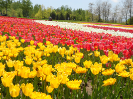 チューリップ・すずらんフェスタ04