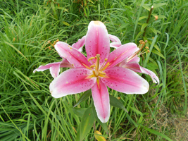 オーンズ春香山ゆり園03